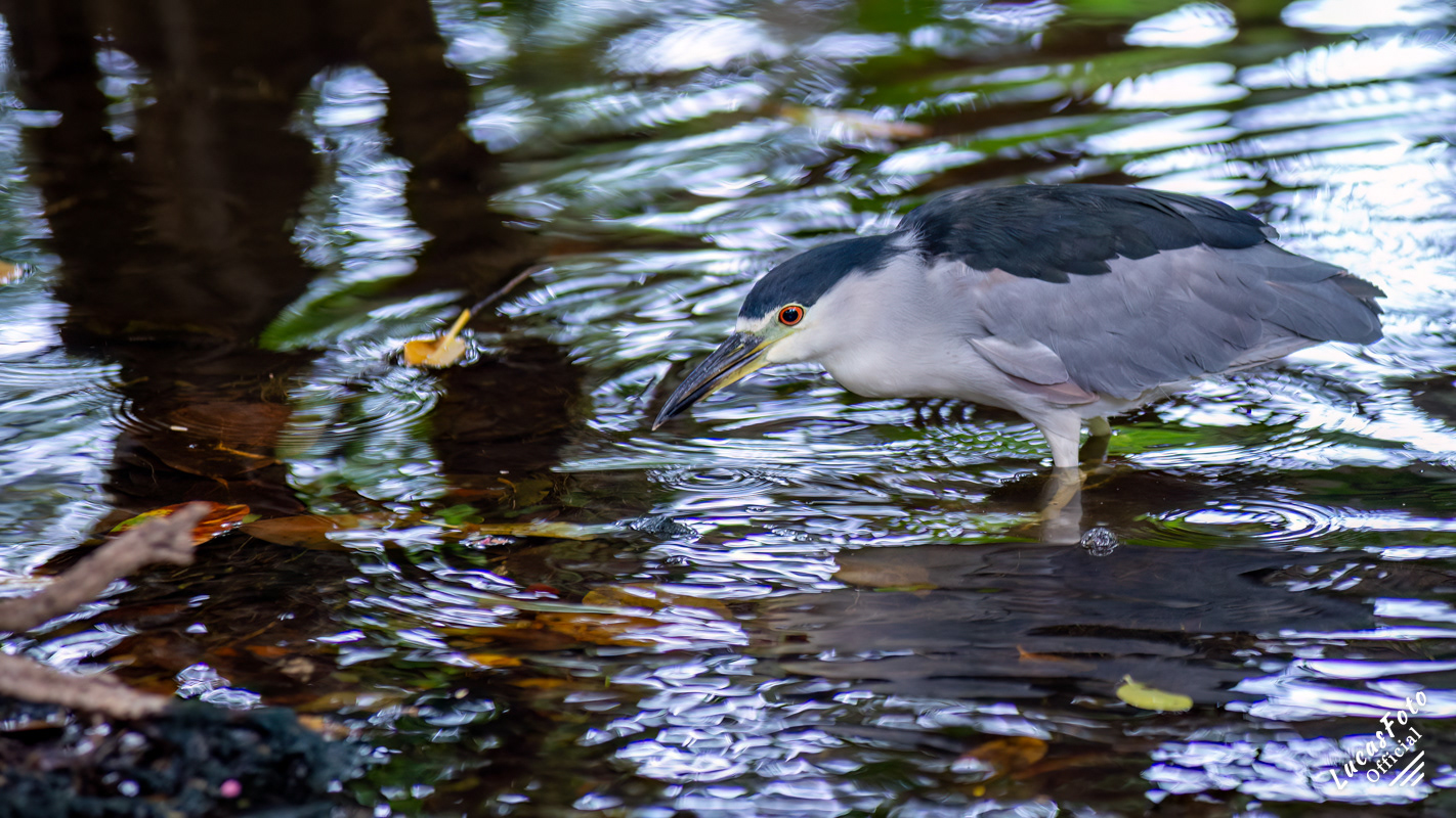Black-crowned Night Heron