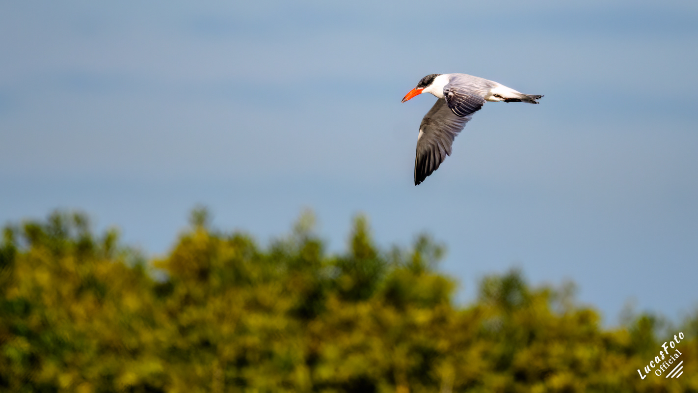 Caspian Tern