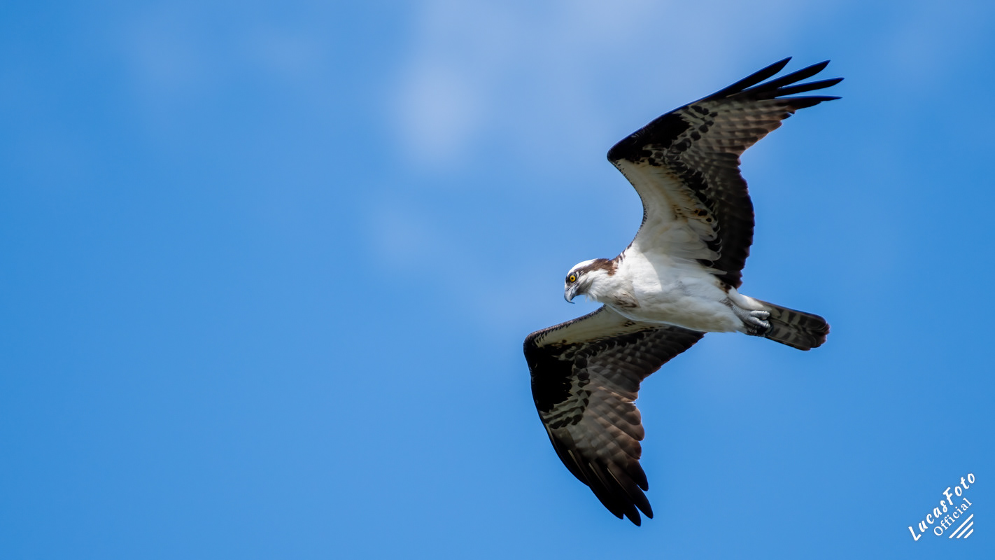 Osprey