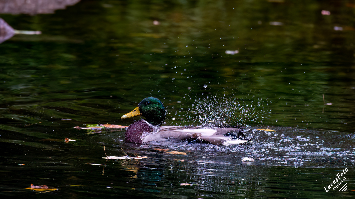 Mallard Duck
