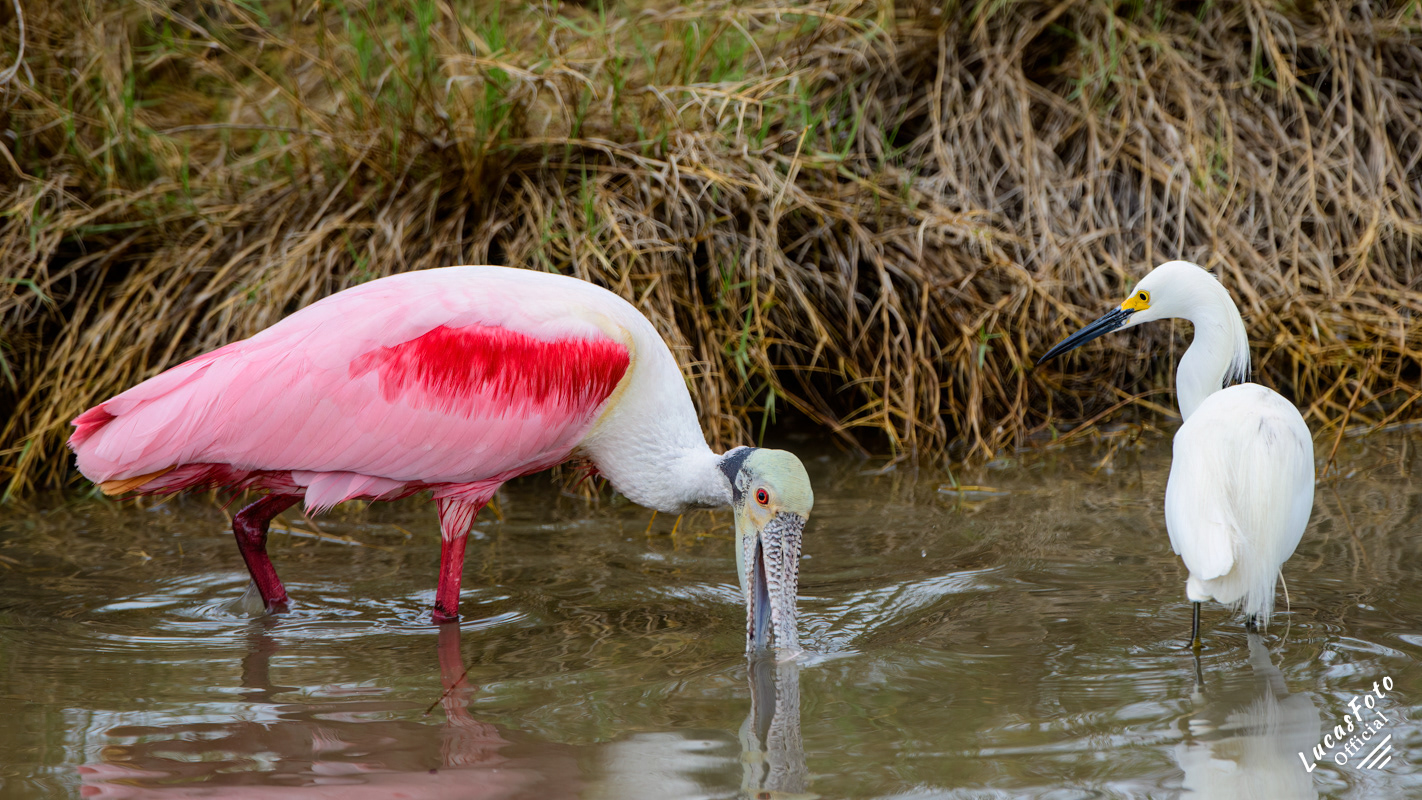 Roseate Spoonbill / Snowy Egret