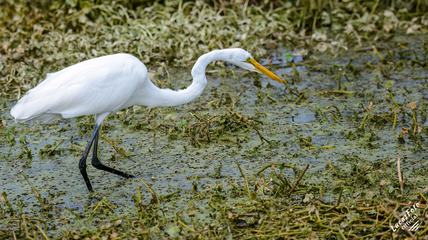 Great Egret
