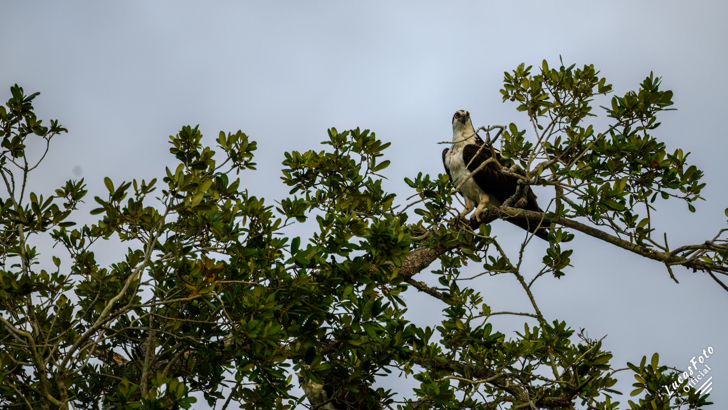 Osprey