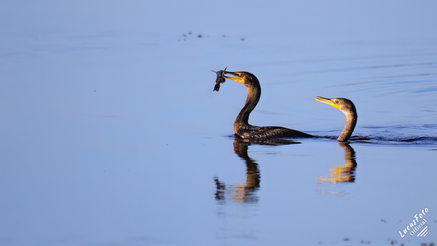 Double-crested Cormorant