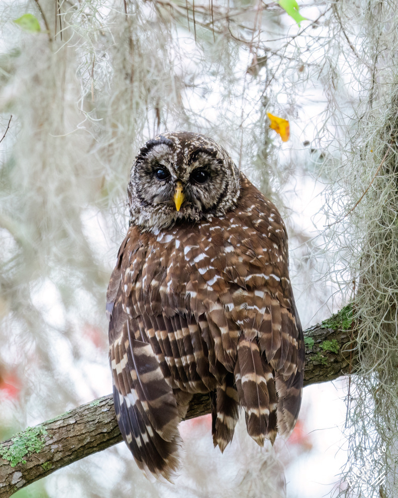 Barred Owl
