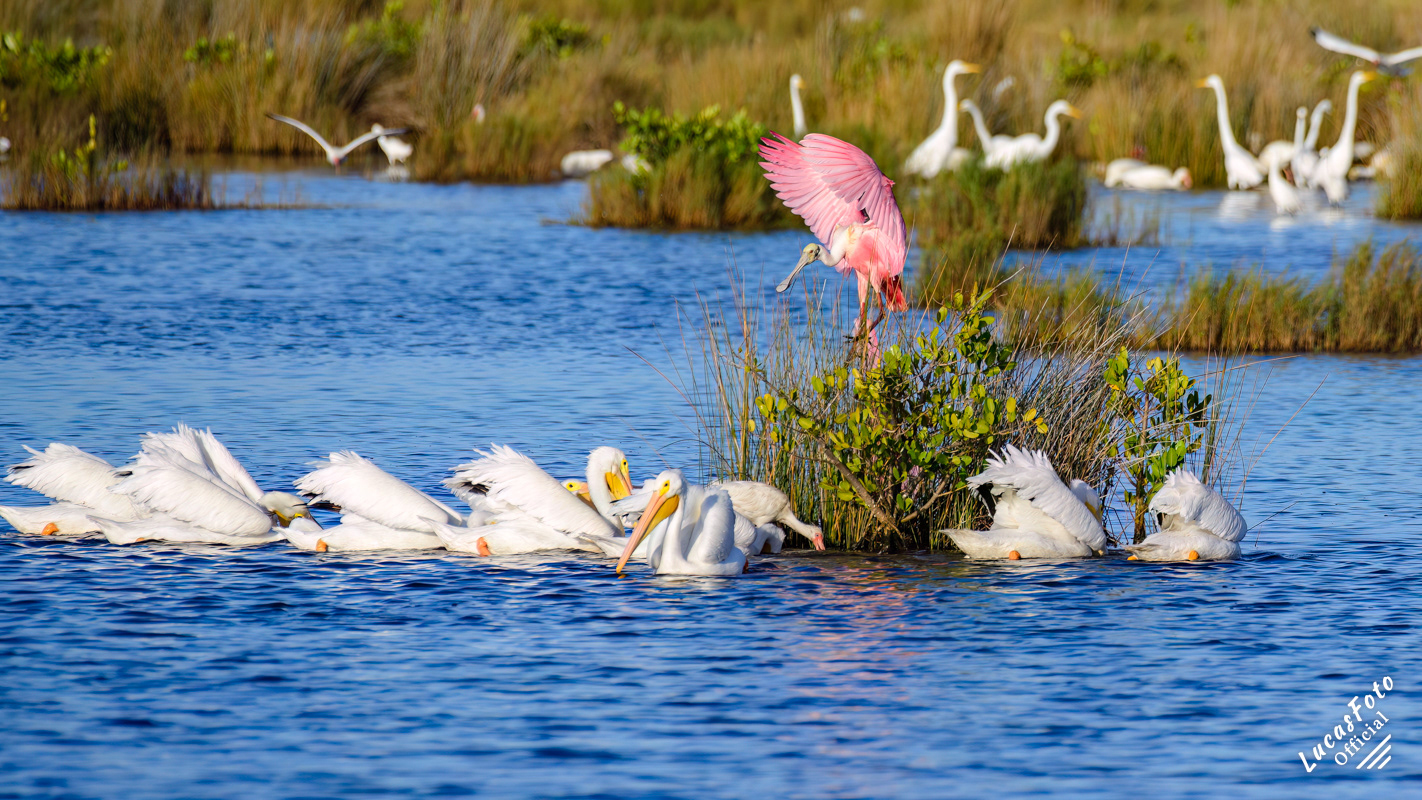 American White Pelican / Roseate Spoonbill
