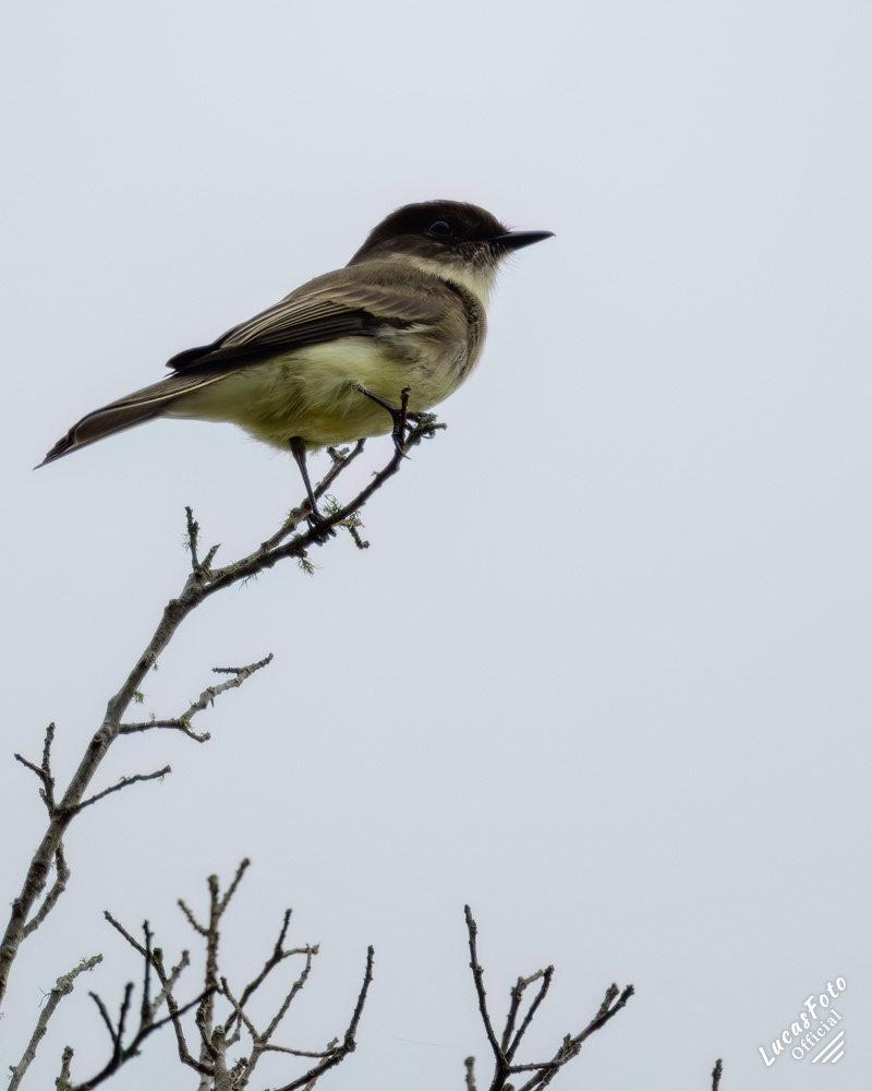 Eastern Phoebe