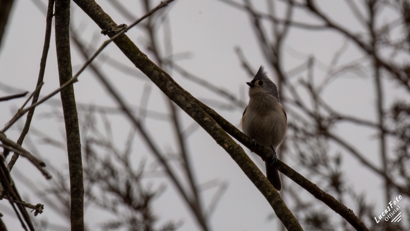 Tufted Titmouse