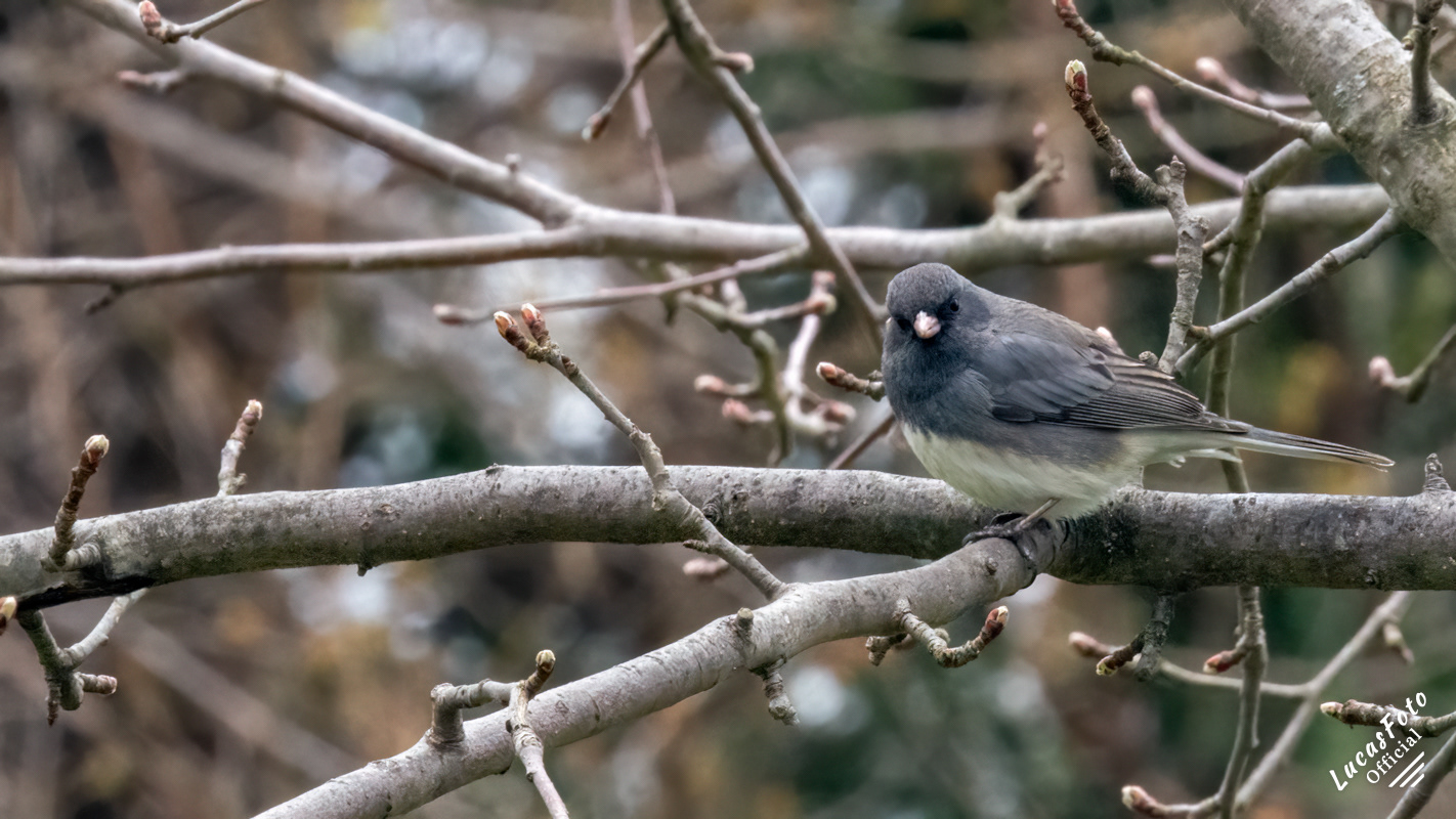 Dark-eyed Junco