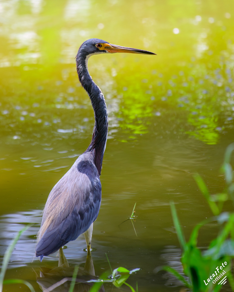 Tricolored Heron