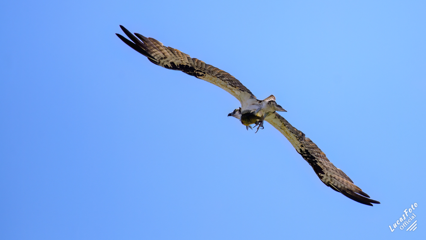 Osprey