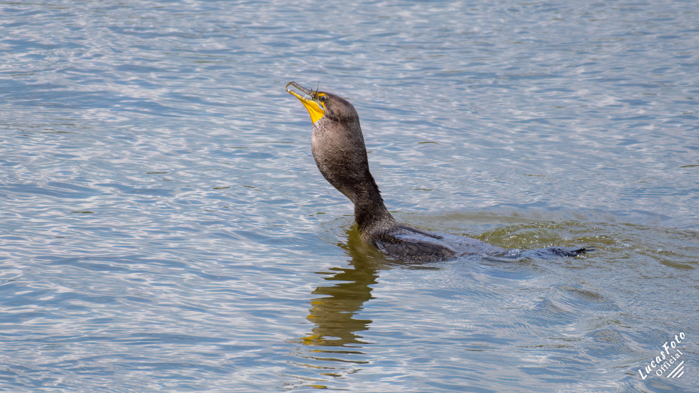 Double-crested Cormorant