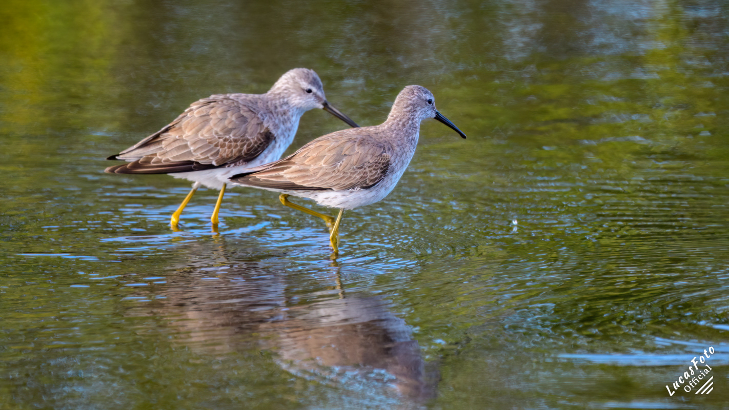 Lesser Yellowlegs