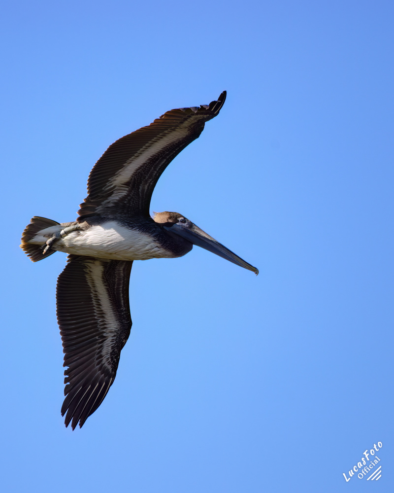 Brown Pelican