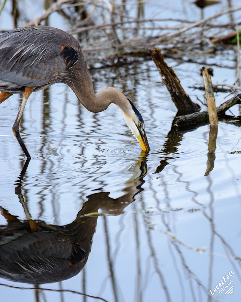 Great Blue Heron