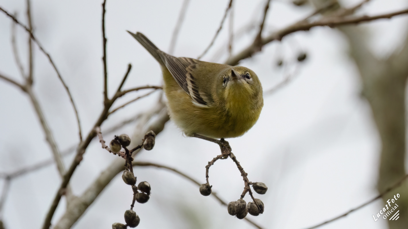 Pine Warbler