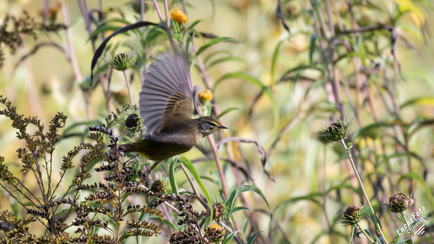 Palm Warbler