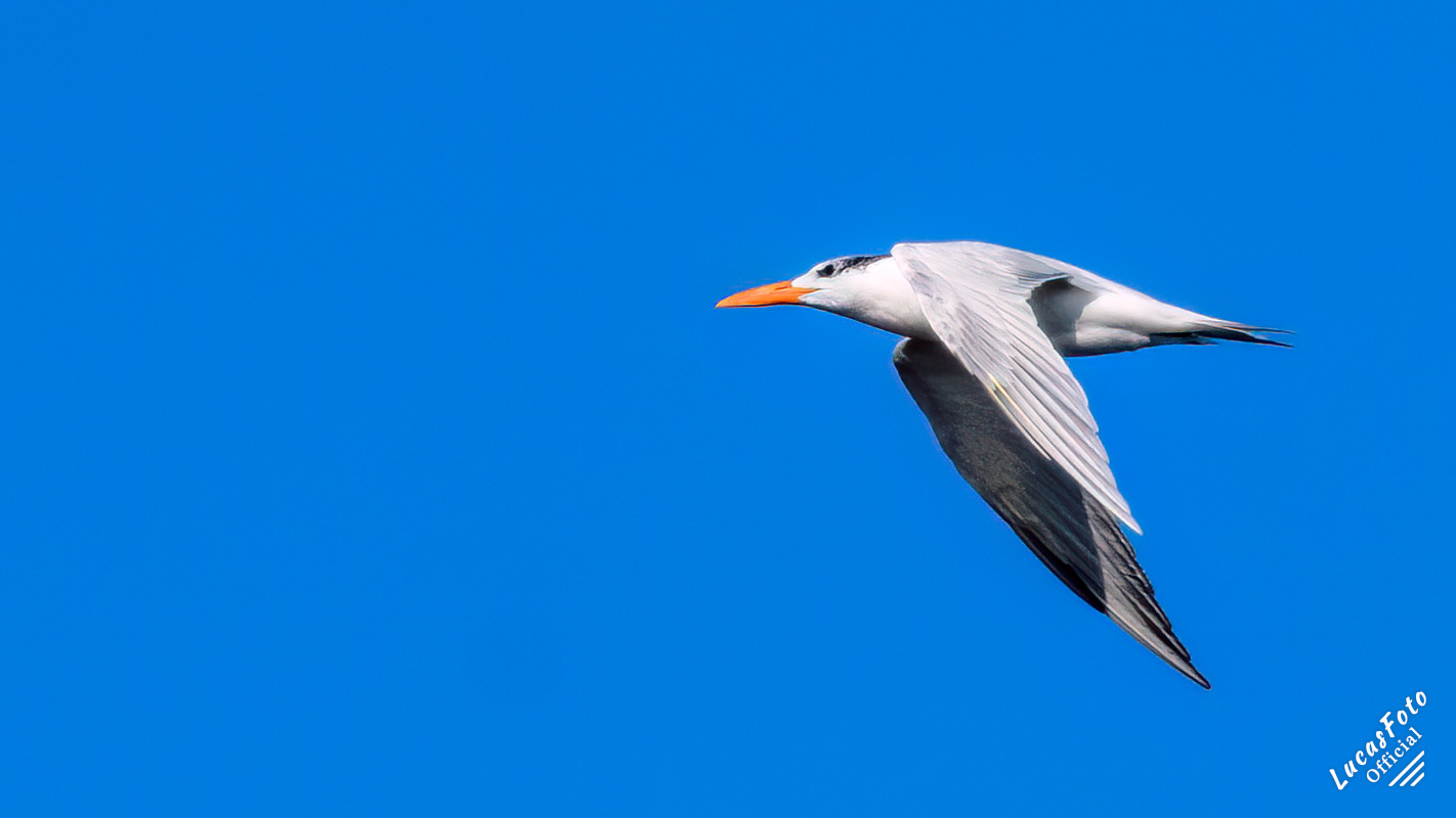 Royal Tern