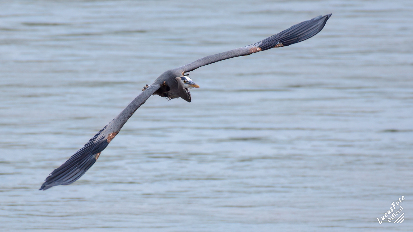Great Blue Heron