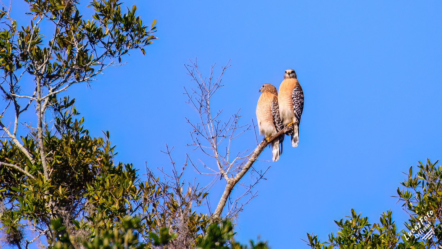 Red-shouldered Hawk