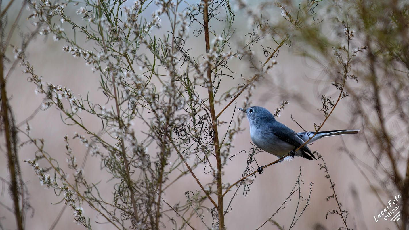 Blue-gray Gnatcatcher