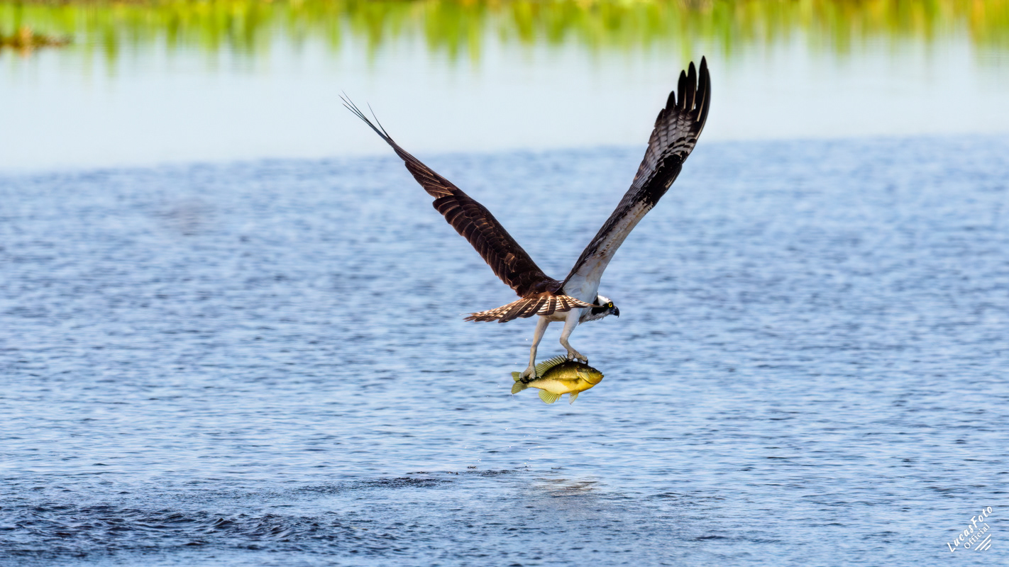 Osprey