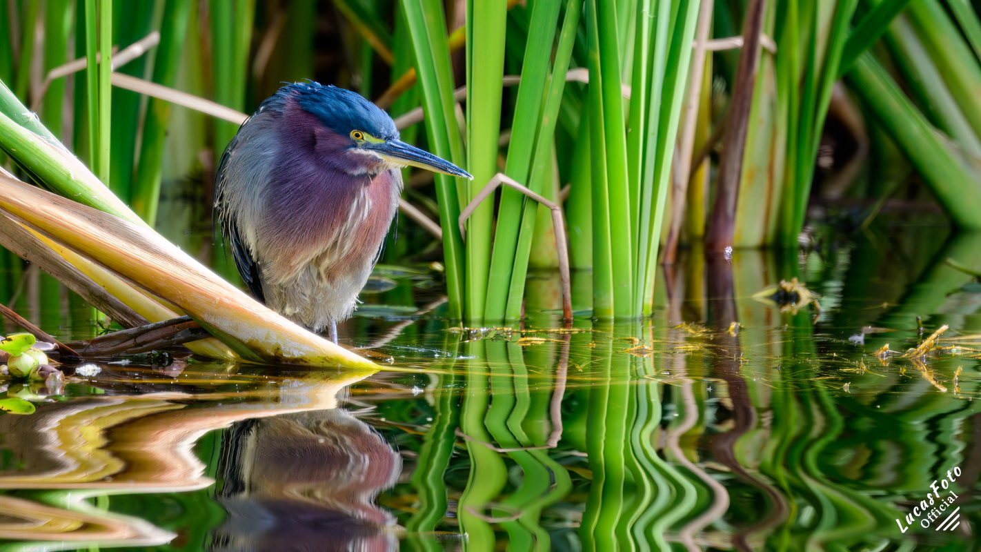 Green Heron