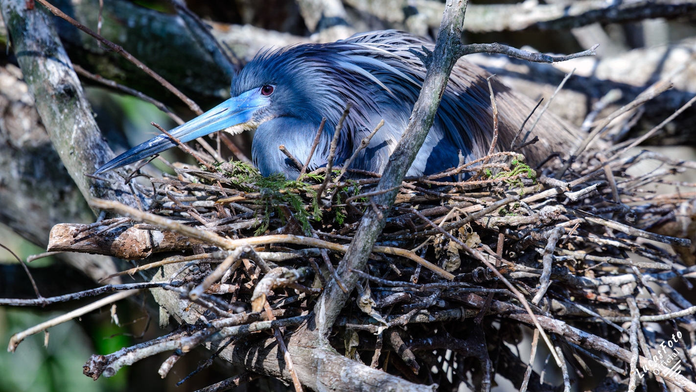 Tricolored Heron
