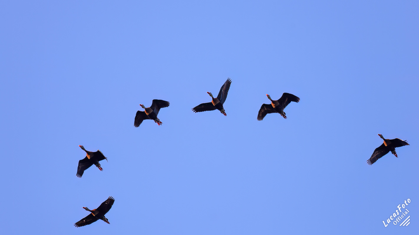 Black-bellied Whistling-Duck