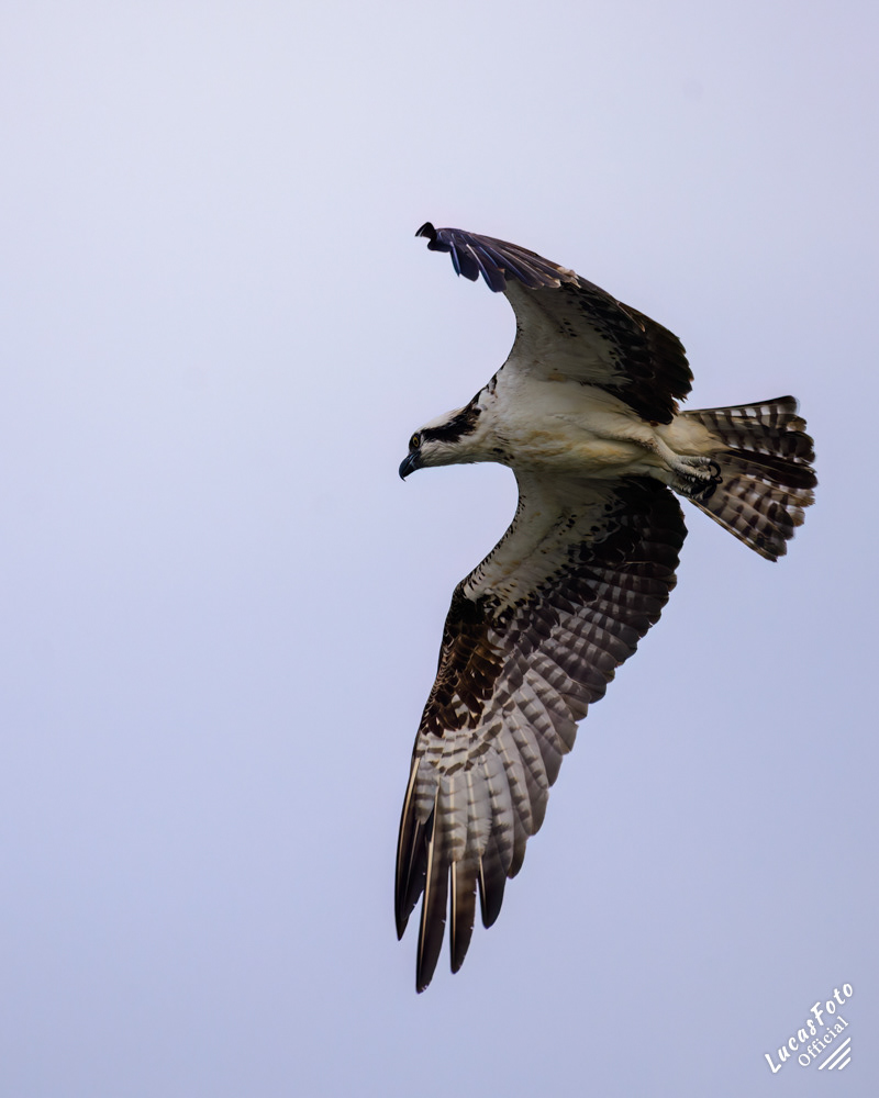 Osprey