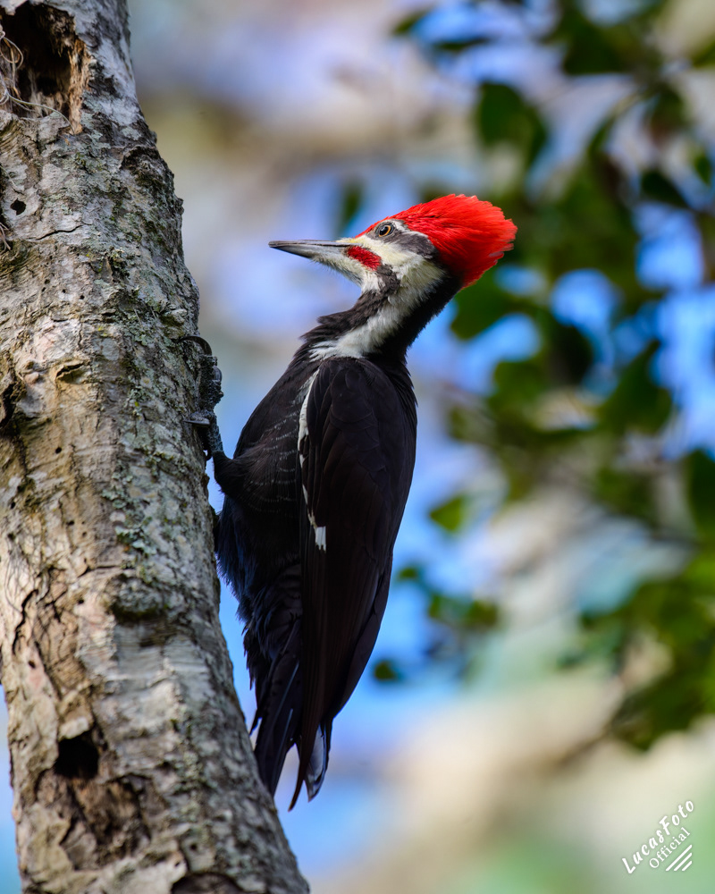 Pileated Woodpecker