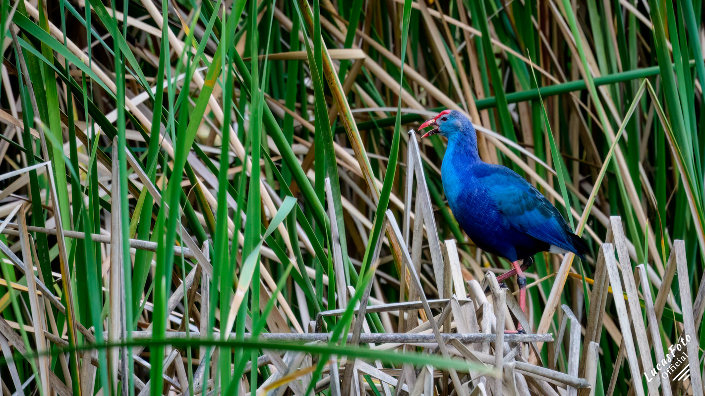Gray-headed Swamphen