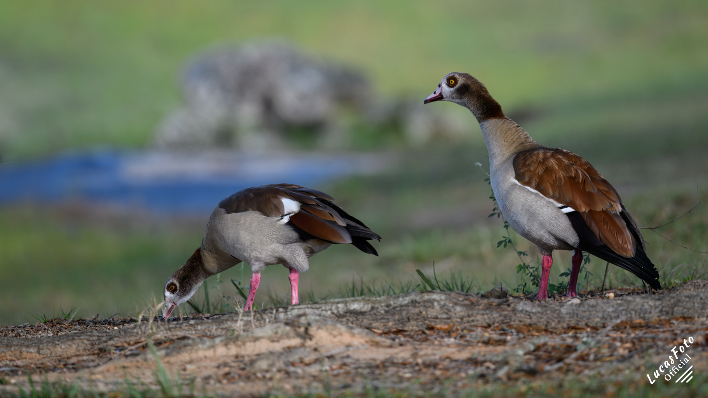 Egyptian Goose