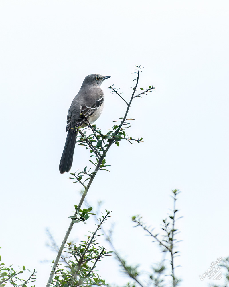 Northern Mockingbird