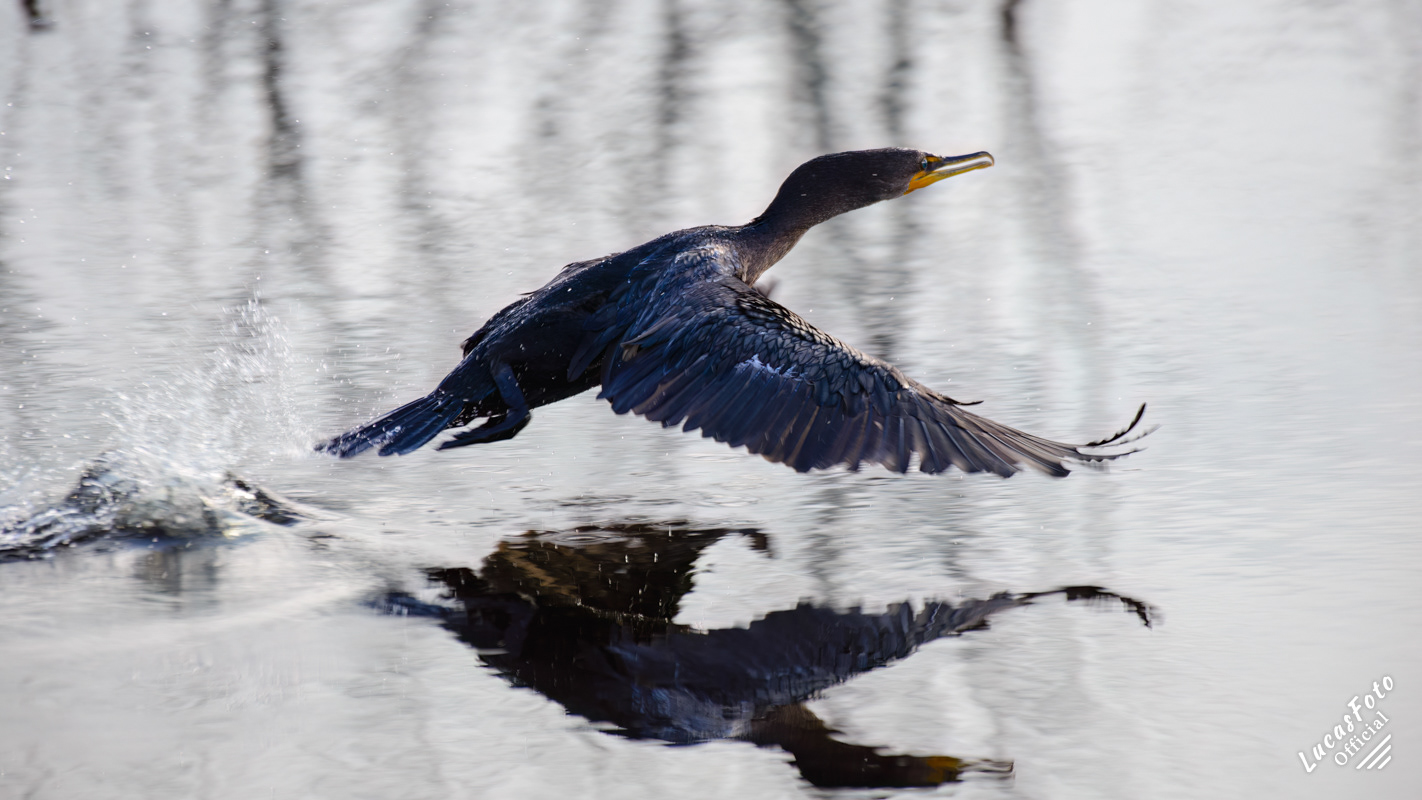 Double-crested Cormorant