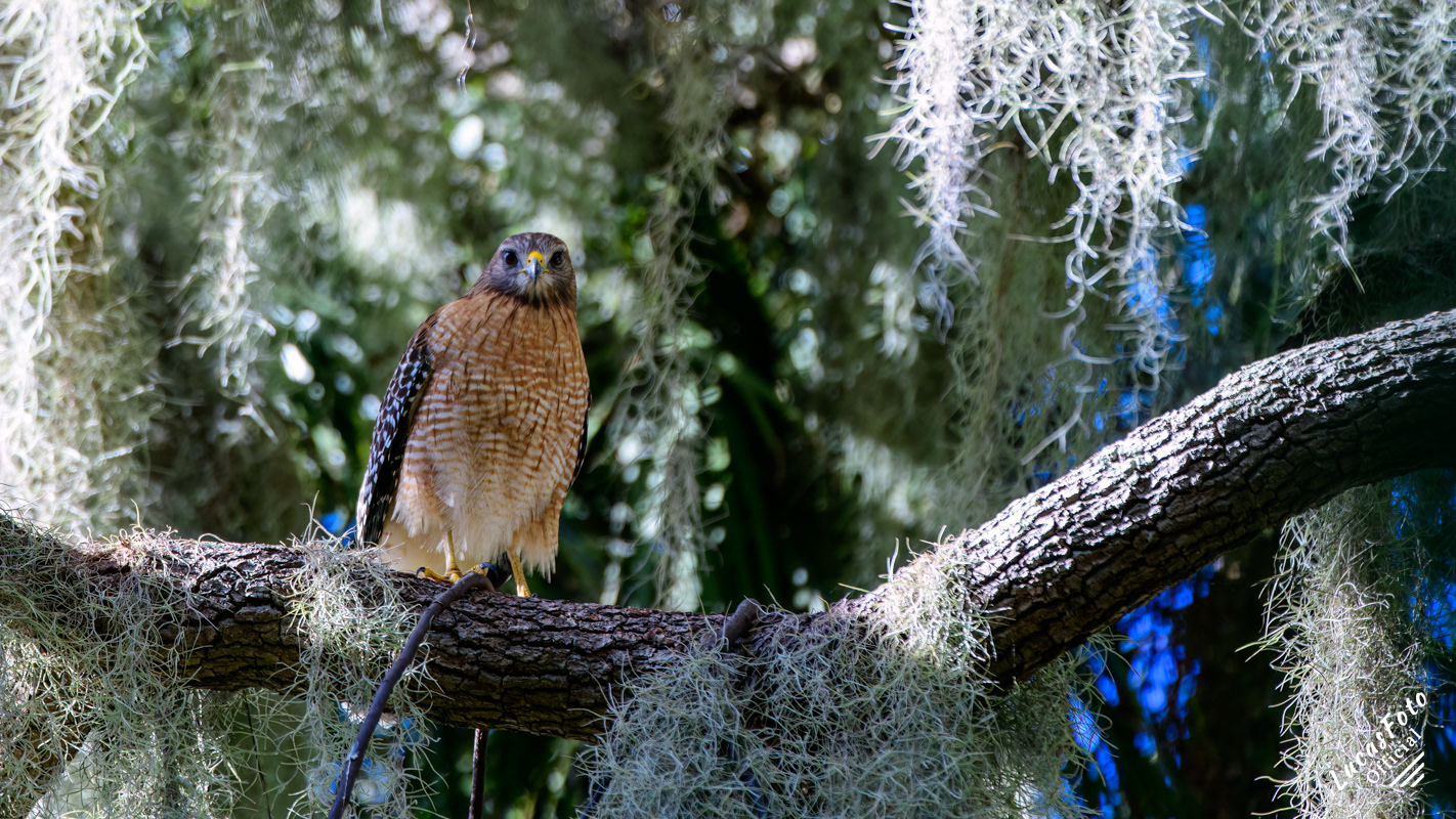 Red-shouldered Hawk