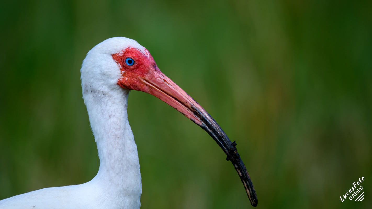 White Ibis