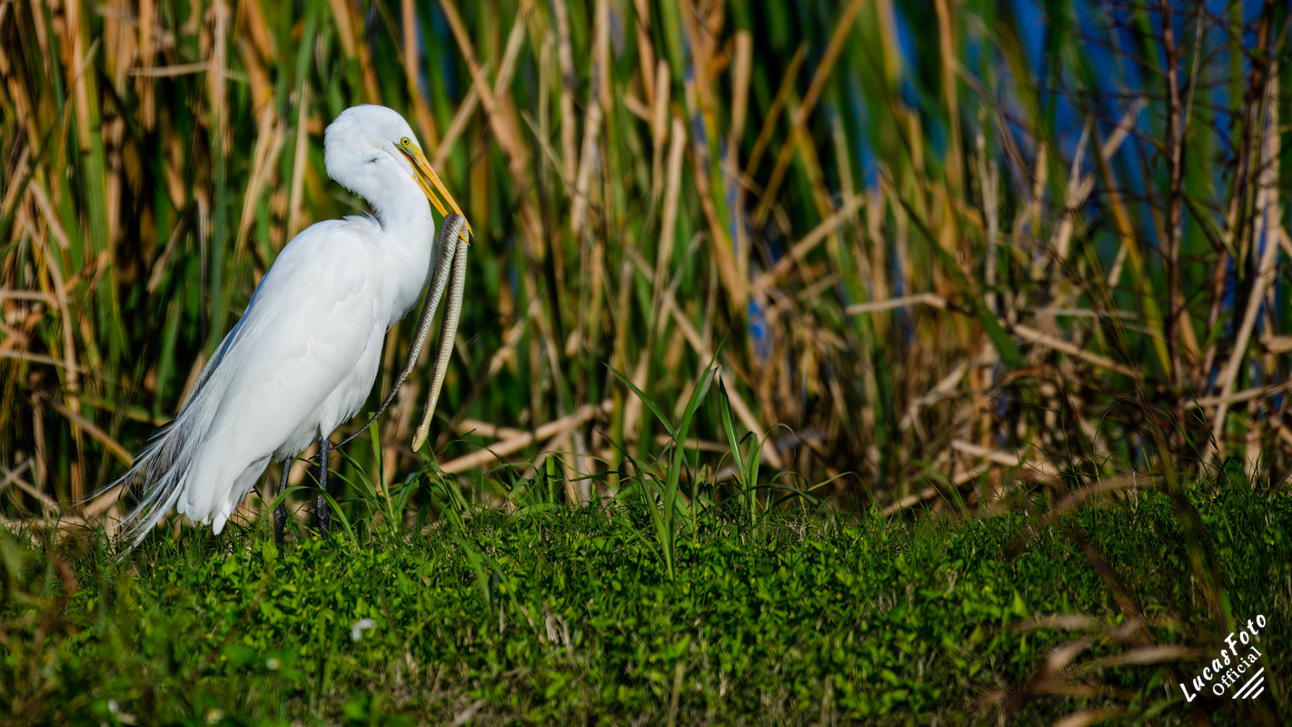 Great Egret