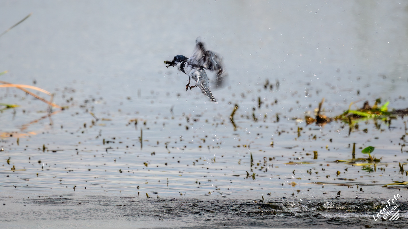 Belted Kingfisher