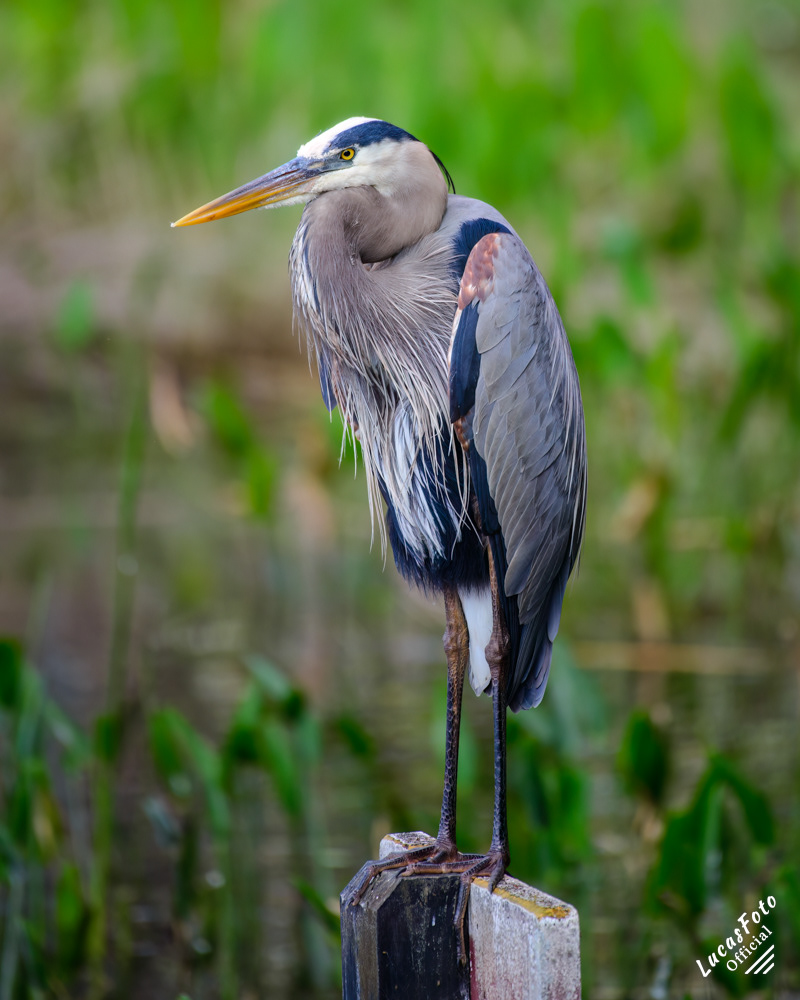 Great Blue Heron