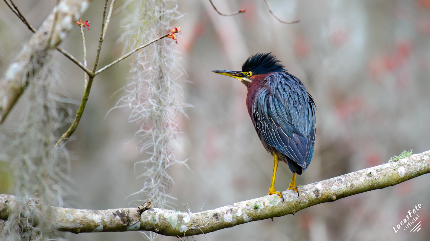 Green Heron