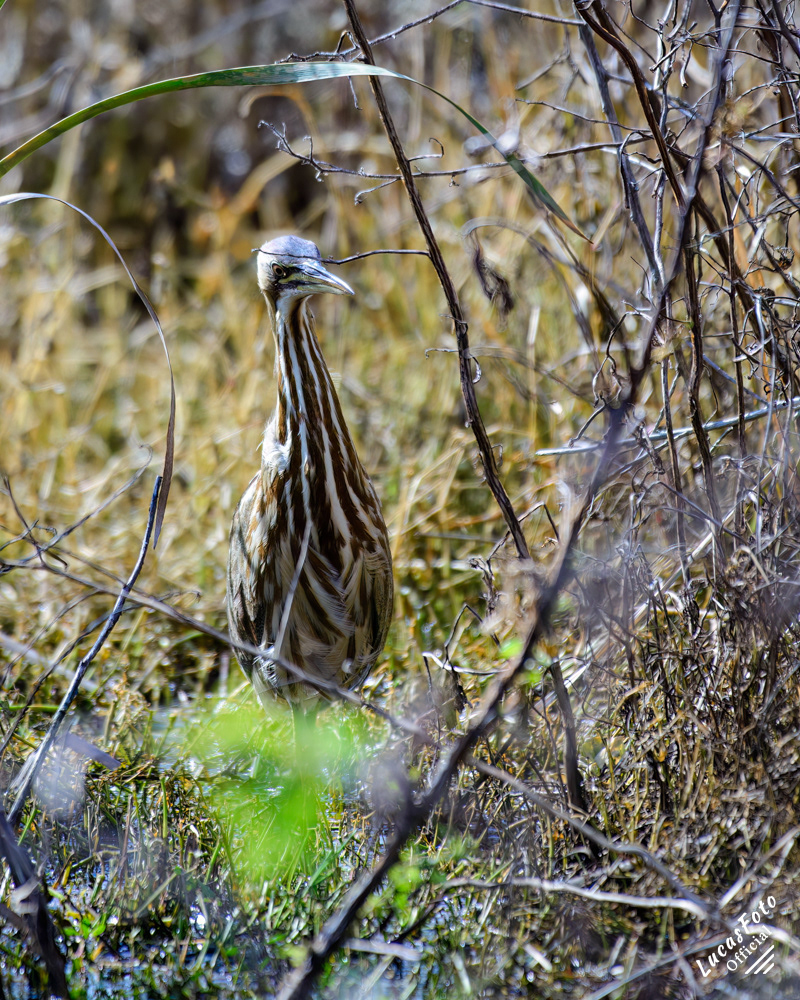 American Bittern
