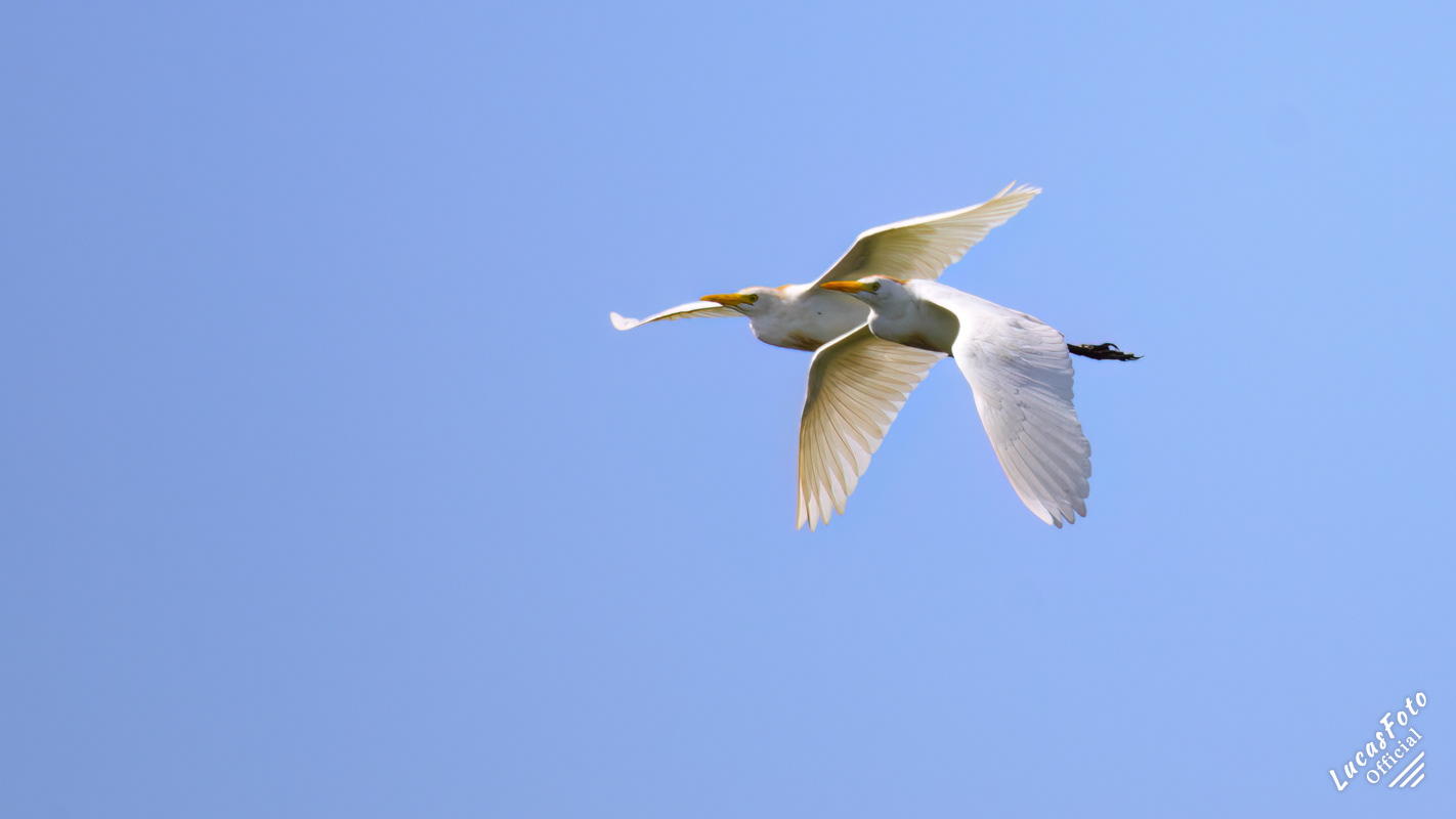 Cattle Egret