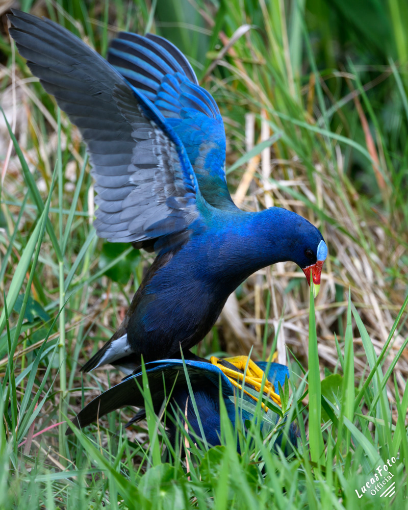Purple Gallinule
