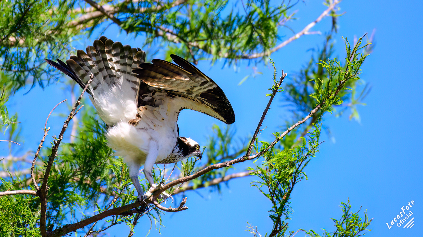 Osprey