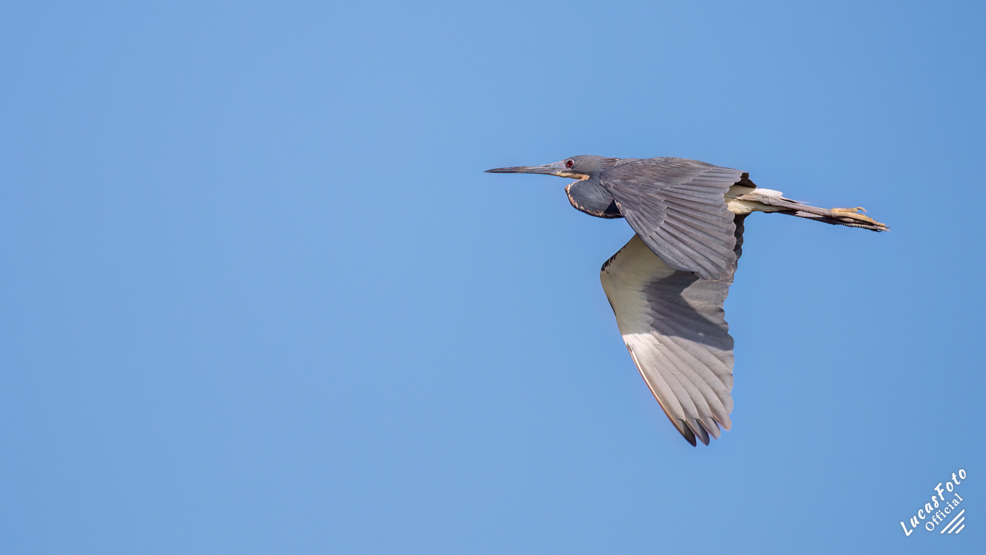 Tricolored Heron