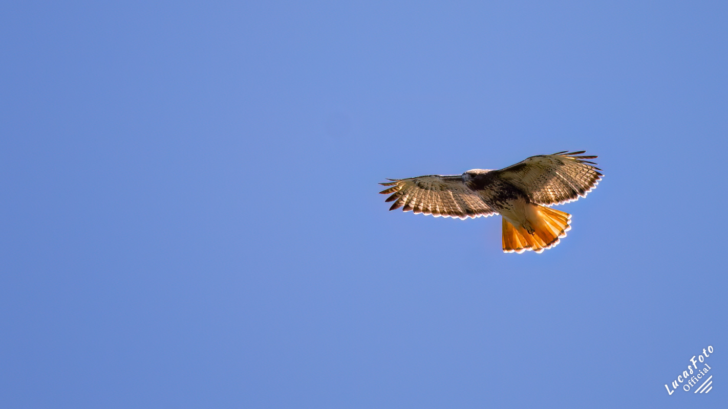 Red-tailed Hawk