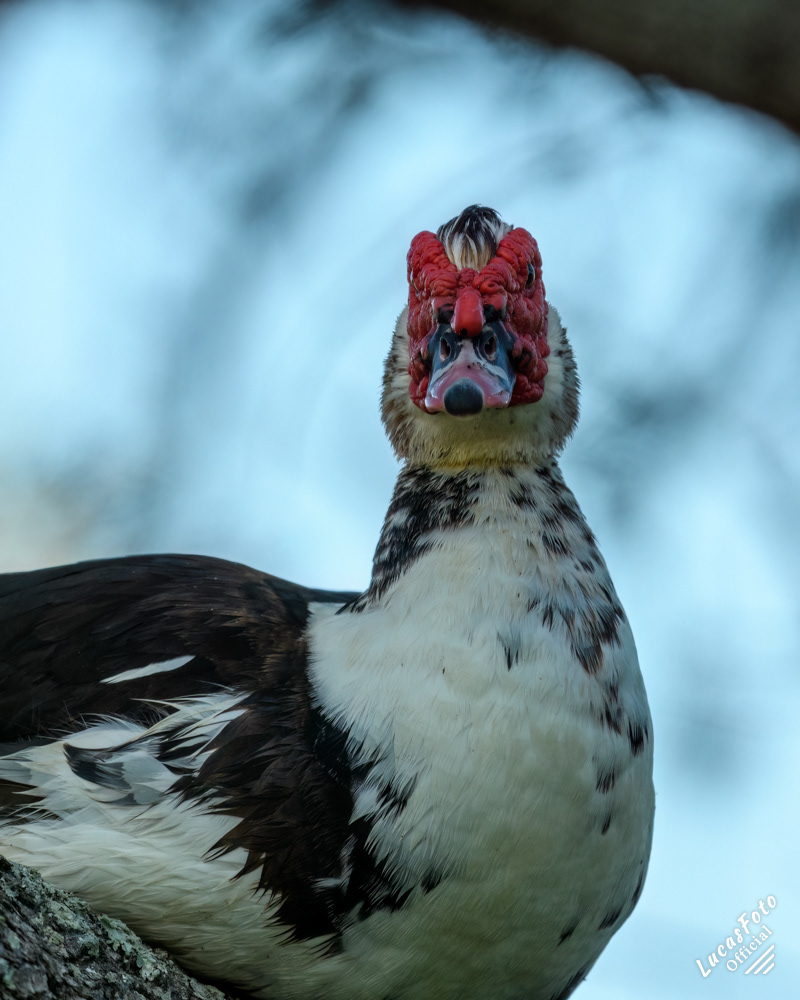 Muscovy Duck