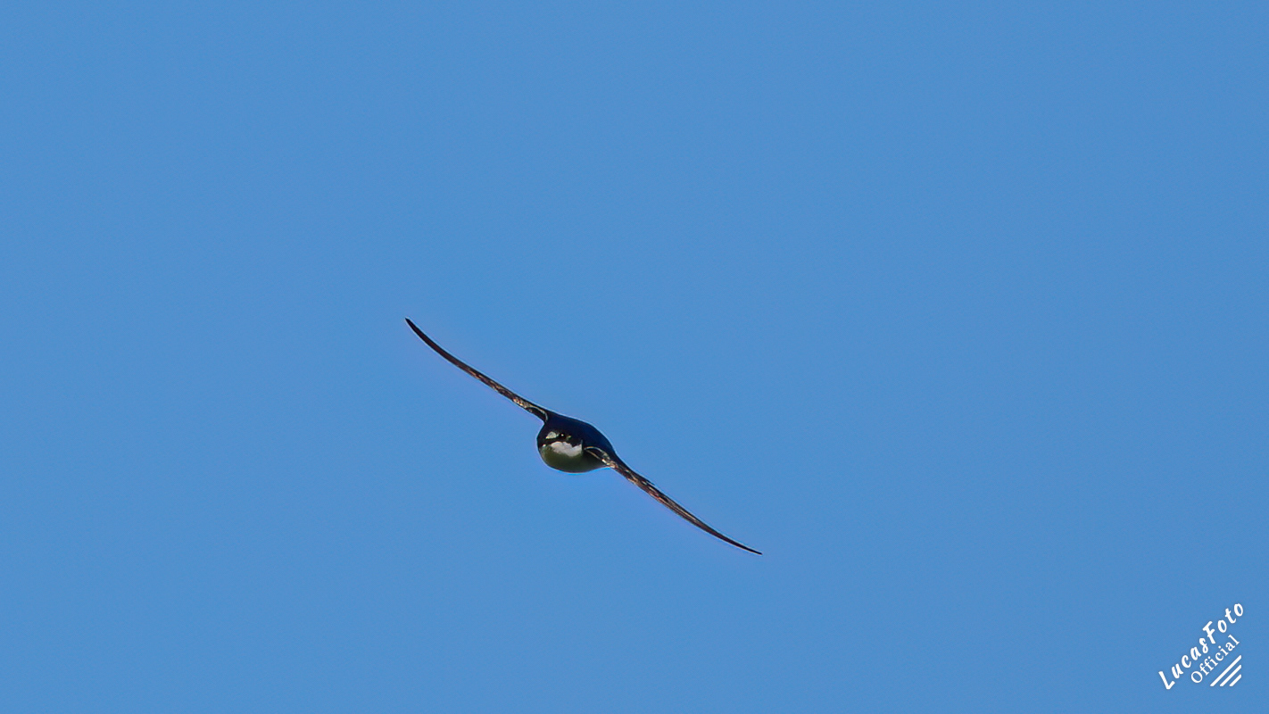 Tree Swallow