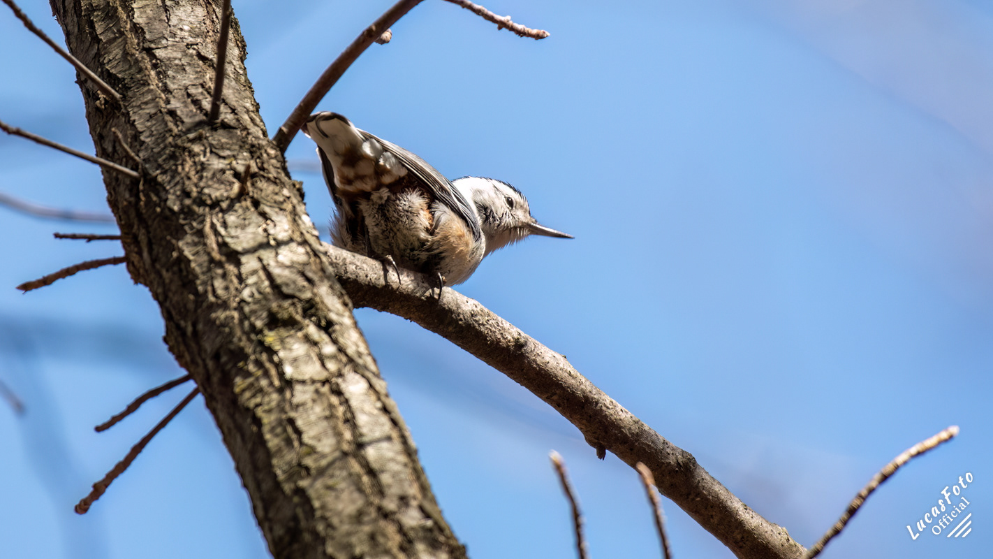 White-breasted Nuthatch